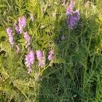 Vicia tenuifoliaЦветок