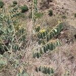 Grewia bicolor Hábitos