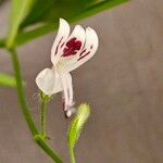 Andrographis paniculata Fleur