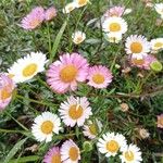 Erigeron karvinskianusЦвят