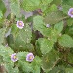 Stemodia verticillata Flors