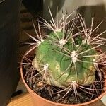 Gymnocalycium saglionis Leaf