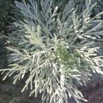 Artemisia arborescensLeaf