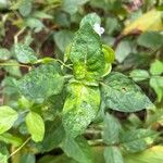 Asystasia intrusa Liść