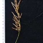 Carex myosurus Other