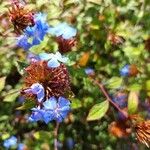 Ceratostigma willmottianum Blüte