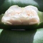 Haemanthus deformis Flor