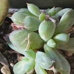 Echeveria minima List