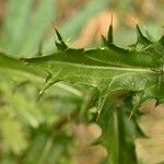 Carlina vulgaris Foglia