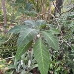 Brugmansia × candida Lehti