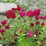 Dianthus barbatus Blomma