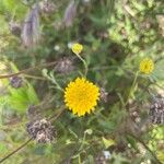 Chaenactis glabriuscula Flower