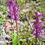 Orchis mascula Flower
