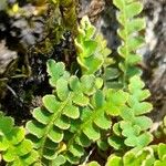 Asplenium ceterach Frunză