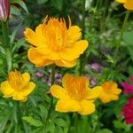 Trollius chinensis പുഷ്പം