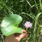 Pontederia rotundifolia Агульны выгляд