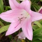 Amaryllis belladonna Virág