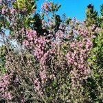 Erica australisFlor