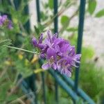 Medicago sativa Fiore