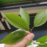 Acer carpinifolium Likasa
