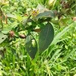 Ludwigia peruviana Hoja