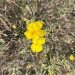 Helianthemum syriacum Flower