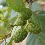 Alnus glutinosa Fruitua