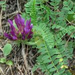 Astragalus hypoglottis Blad