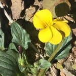 Viola purpurea Habit