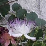 Capparis spinosa Kwiat