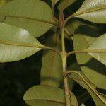 Calophyllum brasiliense Blatt