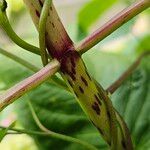 Hydrangea spp. बार्क (छाल)