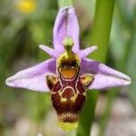 Ophrys scolopax ফুল