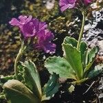 Primula villosa Cvet