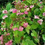 Hydrangea serrata Ліст