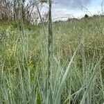 Elymus pungens Flower