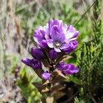 Gentianella dasyantha Çiçek