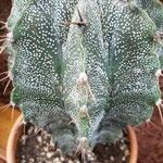Astrophytum ornatum Лист