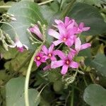 Oxalis articulata Цветок