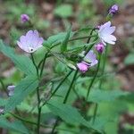 Epilobium montanumКветка