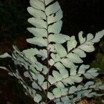 Adiantum latifolium Folio