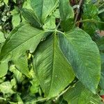 Arisaema dracontium Leaf