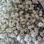 Gypsophila paniculata പുഷ്പം