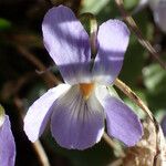 Viola collina ফুল