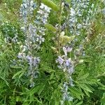 Lupinus sericeus Blomst