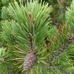 Pinus mugo Fuelha