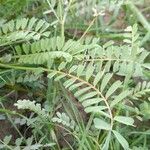 Astragalus asterias Leaf