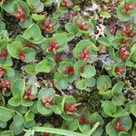 Salix herbacea Frukt