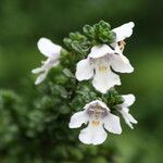 Prostanthera cuneata Flower