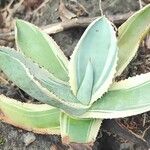 Agave gypsophila Hoja
